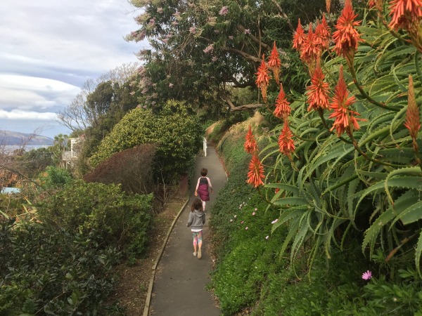 Walking the hilly paths of Wellington, admiring the scenery, from the tiniest insects to the plants and trees alongside the footpath.
