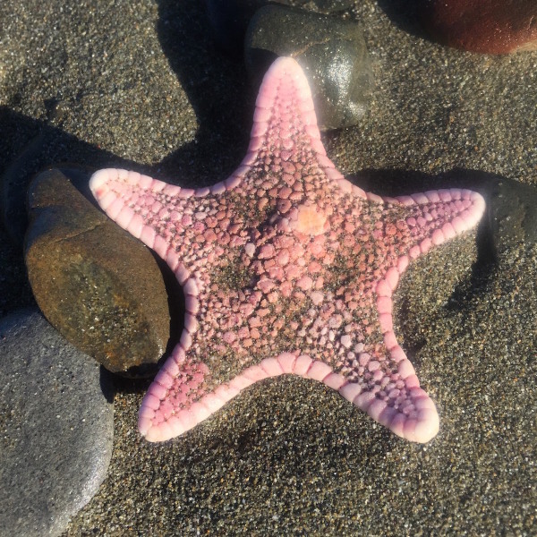 Starfish seen on my walkies with the dog this 'avo. Poor pinkie had been left high and dry, after the tide had turned, so I popped the little dude back in the sea. #gooddeedfortheday