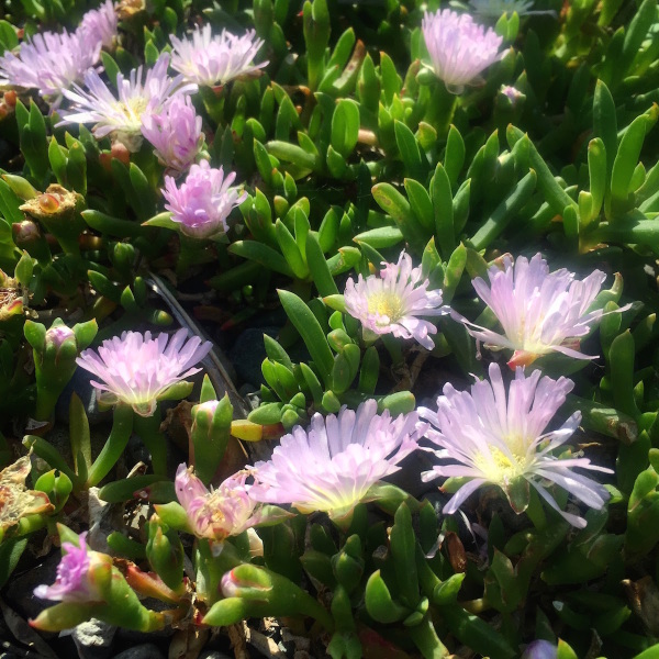 Succulents flowering on a road island, beaming with joy and happiness, making me smile and warming my heart on a stroll with my dog.