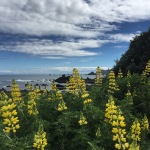 Spring days and home education in Wellington