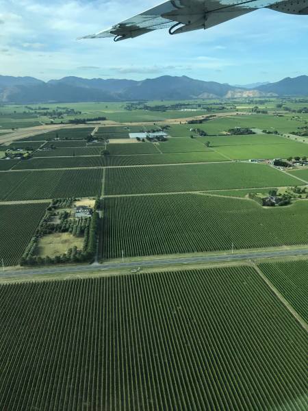 Vineyards of Blenheim