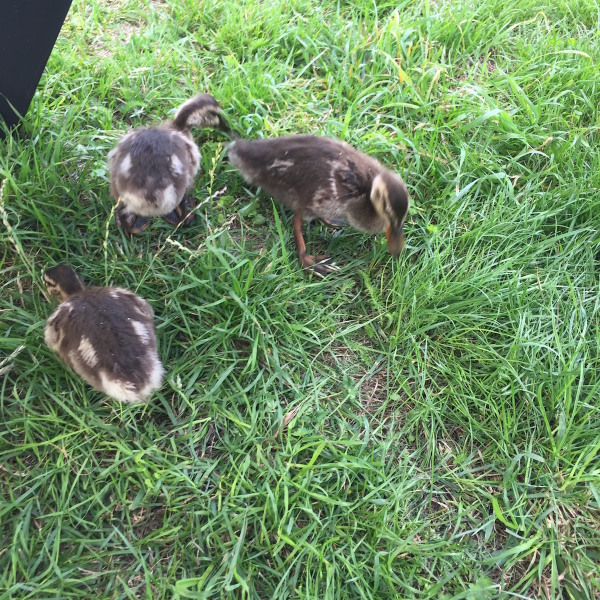 Admiring the ducklings under our picnic bench.