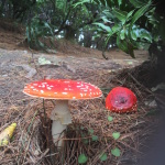 Autumn mushroom #NaPoWriMo