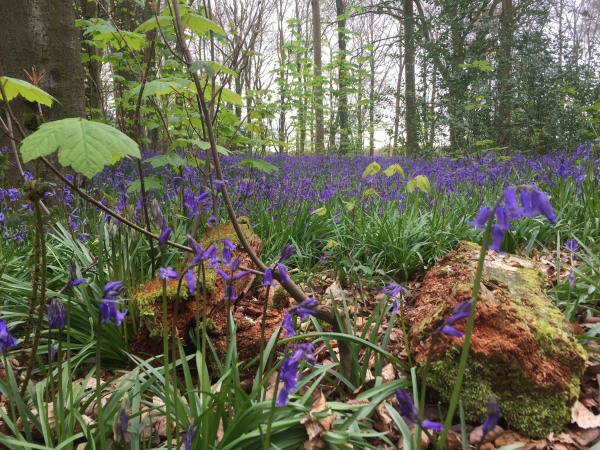 Bluebell woodland in England