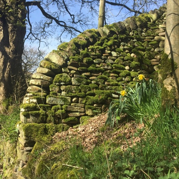 Moss, stone wall and daffodils - spring loveliness in the Peak District.