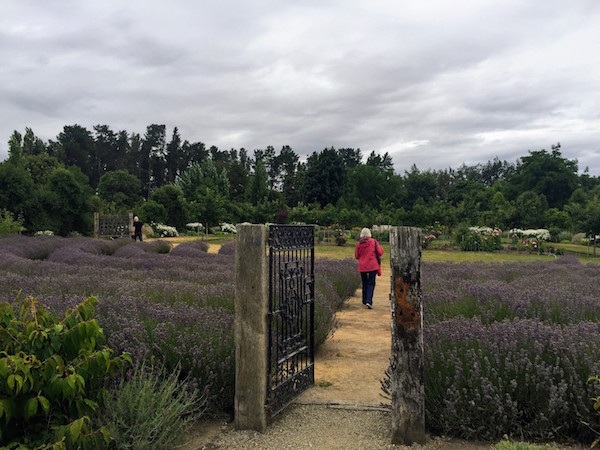 Grandma walking through the lavender