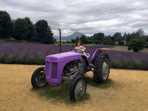 Lavender tractor