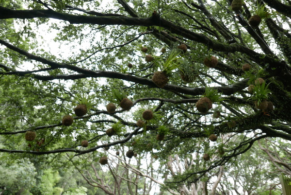 One of the hidden gardens of Wellington