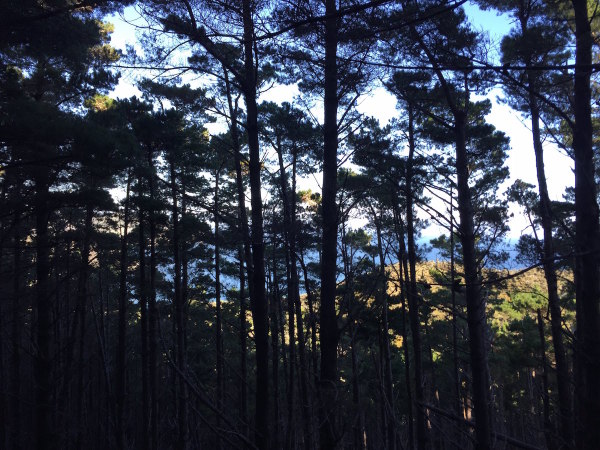 Glimpses of the coast through the pine trees