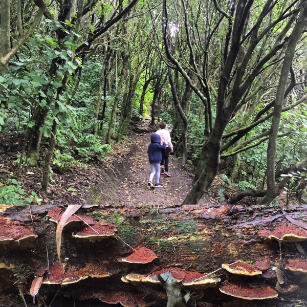 Going on a fungus hunt!